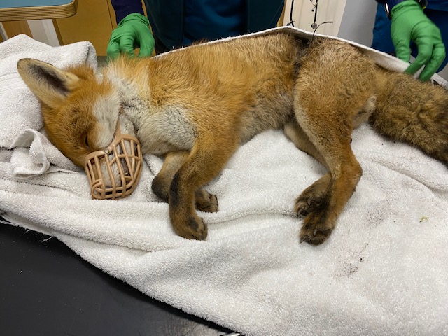 Illegal snare kills young fox in York