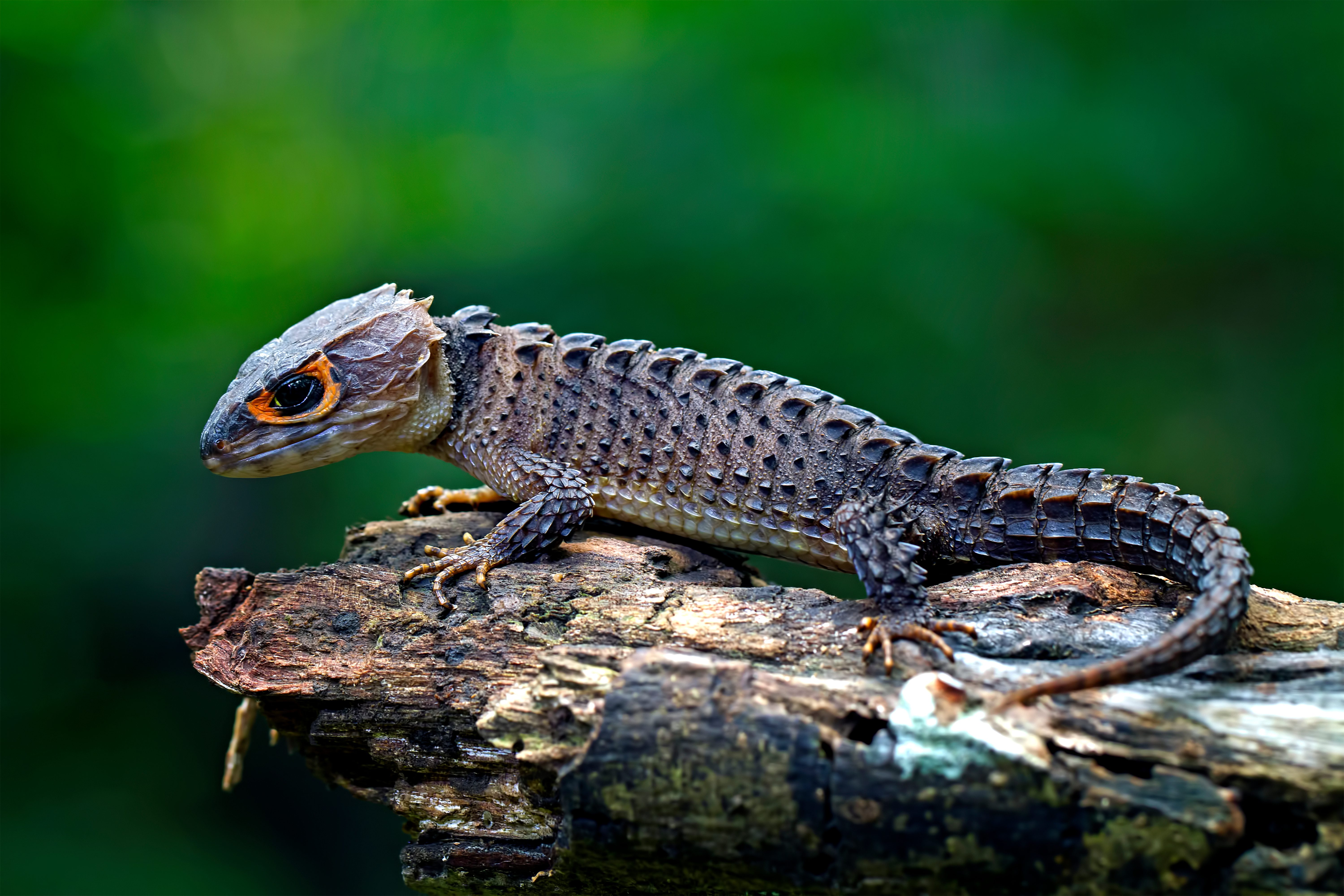 First News: Lizards on the loose