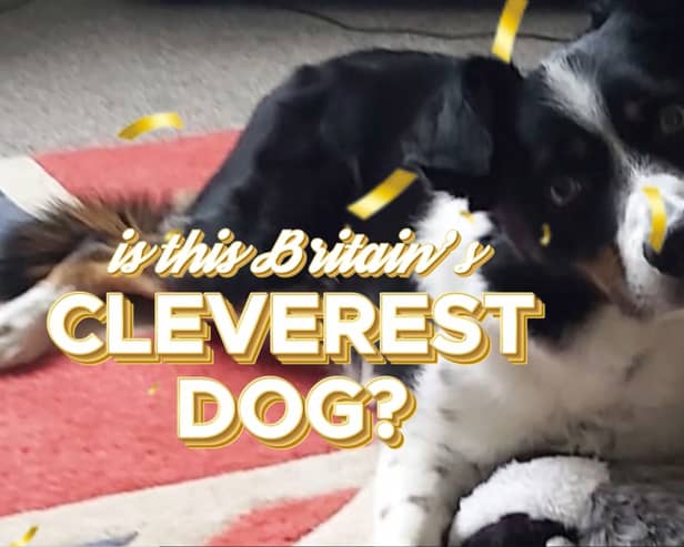 Max the Border Collie knows the names of all 231 of his toys.