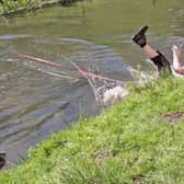 Woman is dragged into river while playing with her excited dog.