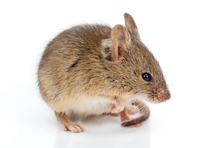National trade body the BPCA has issued a series of tips to prevent mice getting into homes.