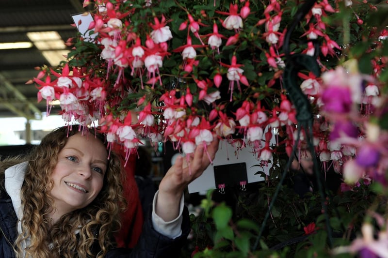 Kelly-Ann Wilde takes a closer look at the fuchsias on display at the show.