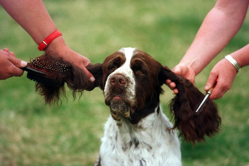 English Springer Spaniel, Ben, gets pampered before his peformance in July 1996.