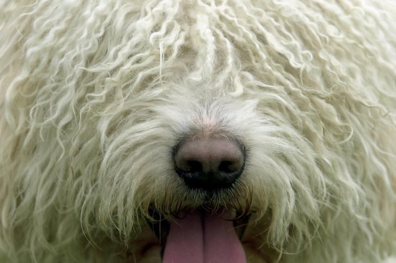 Lola the Spanish Waterdog enjoys her day out in July 2002.