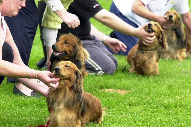 Long Haired Dachshunds on parade in July 2002