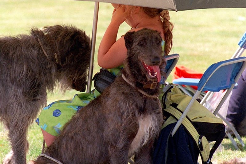 A Deerhound takes shelter from the sun in July 1999.