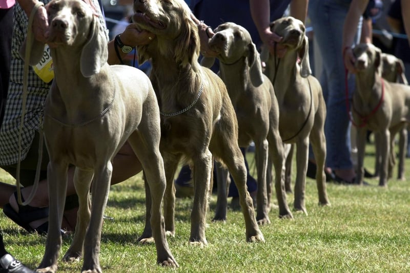 Heads up, eyes front. German Weimaranars in the ring in July 2001.