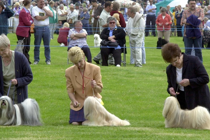 Lhapso Apso dogs being groomed in the parade ring in July 2000.