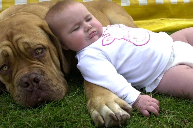 Young Libby Whittaker from Harrogate takes a rest on Hector, a Dogue de Bordeaux in July 2001.