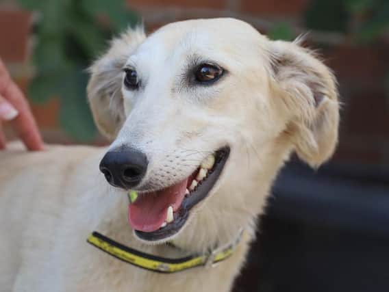 Dogs Trust Leeds are searching for a home for these 17 dogs, can you help?