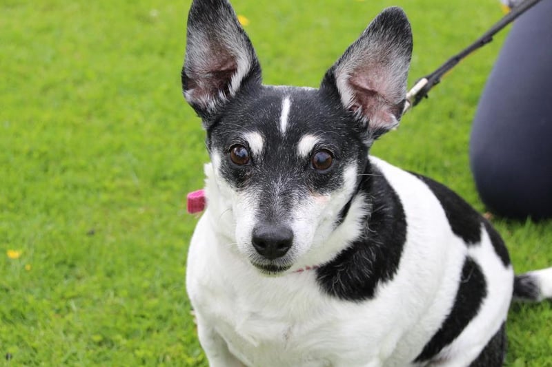 Mandy may be 14 years old but she still has plenty of spring in her step and love to give! Her Jack Russell nature does mean she can be a bit vocal, especially when she's worried or intimidated by other dogs in the park, but she is really friendly with humans and loves a good fuss. She is fully house trained and knows how to play with toys also!