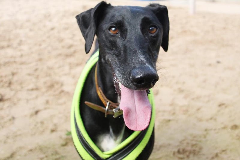 Doughnut is a gorgeous Greyhound with a personality to match. Dogs Trust originally found him as a stray so not much is known about his background, but from just a few minutes in his company you can see he's a playful pup who loves a good fuss. He's a little wary of men at first, but after spending a bit of time with him he'll be giving you a paw in no time. Doughnut doesn't like being left alone for long so an owner who's around most of the time would be ideal for him. He's friendly with other dogs and can be paired with children over the age of 16.