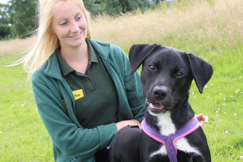 Jasper is a two-year-old Labrador Cross who is full of beans. He has lots of potential in experienced hands. Sadly his life has been very unsettled and he has been left feeling quite insecure. The Dogs Trust training team have worked really hard to help build his confidence and he's now ready to continue his life in a forever home. He is still a bit of a work in progress so his owners must be willing to work with us and stick to his training plan, but in the right home he will do really well. He's very smart and willing to learn and once he knows and trusts you he is playful and full of character! Although he can't share his home with other pets he's very sociable with other dogs and enjoys having walking buddies. Jasper will need patient owners who are happy to take on a bit of a training project! The Dogs Trust Training and Behaviour team will help and guide you along the way. He won't be able to be left alone until he's fully settled in his new home. He needs to be the only pet in an adult only home.