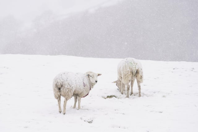 Sheep in a snow covered field in Gunnerside, North Yorkshire.