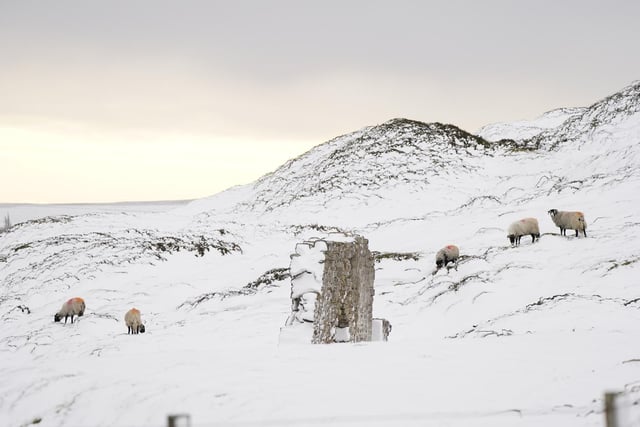 Sheep graze in a snow covered field near High Green in the Yorkshire Dales, amid freezing conditions in the aftermath of Storm Arwen