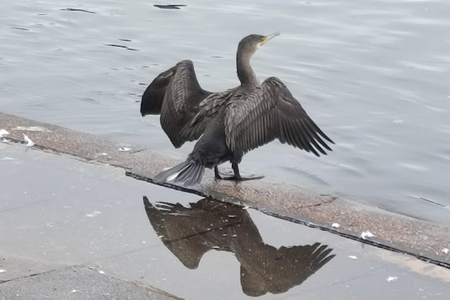 Marylka Fusiarska sent in this photo of a cormorant at Princes Park, which was taken by Adrian, with a Redmi Note 10 Pro camera. "Really stand out against all the swans!" she said. SUS-211013-142649001