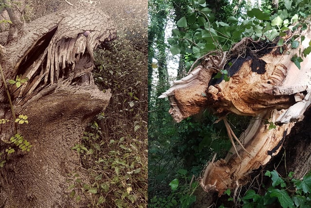 "I took these photos of broken trees at Crowlink and Horseshoe Plantation on a Samsung S7. They appear to be ready for Hallowe'en!" said Kieron Boyle. SUS-211013-143123001