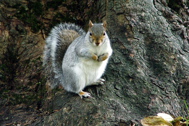 Squirrel in Hampden Park, taken on a Samsung WB2200F by Russell Beeney. SUS-211013-143730001