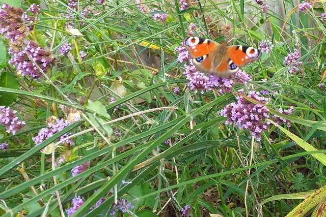 Jan Aylet snapped this peacock butterfly in her back garden amongst the verbena, with a Galaxy mobile phone. SUS-211013-144116001