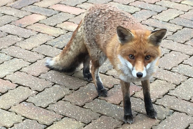 A fox takes an early morning stroll in North Harbour. Taken by Tony Pells, with an iPhone. SUS-211022-100838001