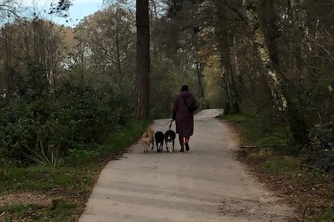 Lots of dog walkers up the park