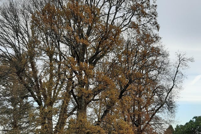 There are still some remains of Autumn on the trees