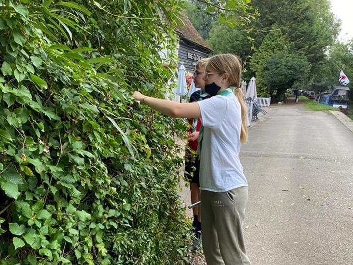Picking some tasty blackberries