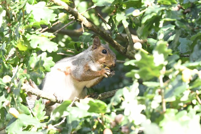 ​A lovely shot of a squirrel enjoying the autumn sunshine at Clumber Park, in a photo taken by Malcolm Hickman.