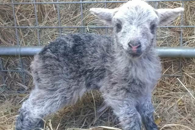 One of the new lambs born at Idle Valley