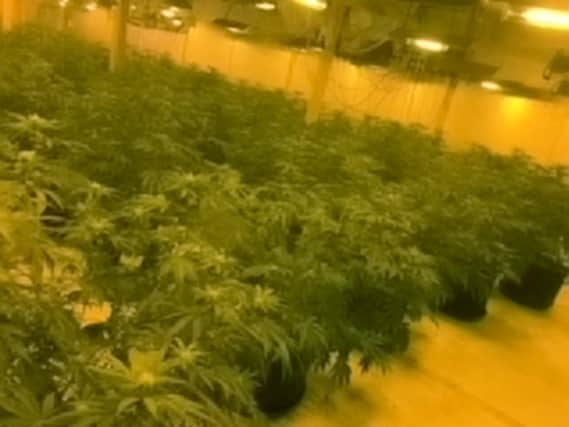 The cannabis farm discovered by police in a warehouse in Harworth.
