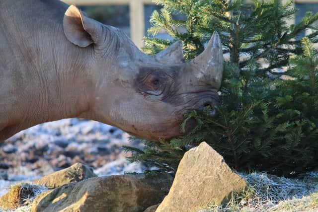 A rhino at the Yorkshire Wildlife Park enjoys one of the Christmas trees.
