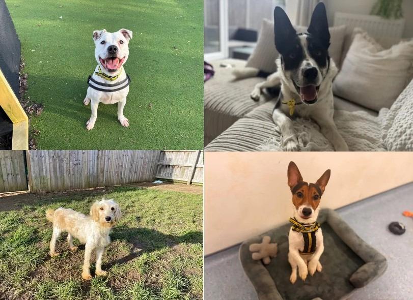 PUPPY LOVE: 8 adorable Dogs Trust pups looking for a new forever home