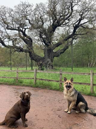 Sherwood Forest, and its various walking routes, is definitely a favourite for dogs and dog walkers. The Major Oak is located in Edwinstowe but there are plenty of paths to walk, spanning miles across the area.