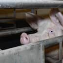 Sow in farrowing crate - UK pig investigation 2019. Picture: Compassion in World Farming