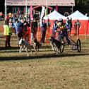 Danielle and dogs in action at the European Championships in Sweden.