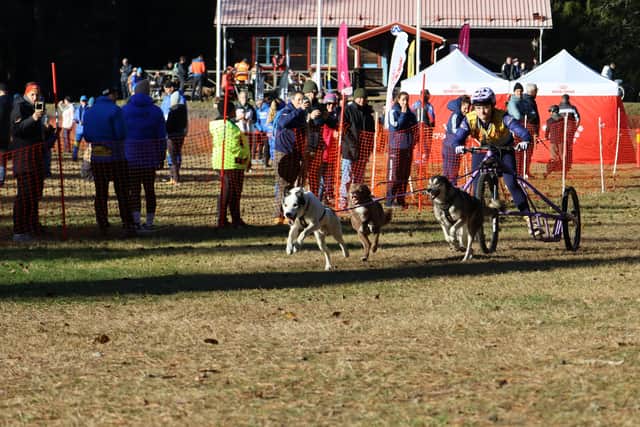 Danielle and dogs in action at the European Championships in Sweden.
