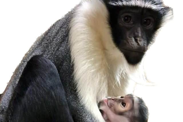 Kayla, an endangered Roloway monkey at Yorkshire Wildlife Park, has given birth to her third baby.