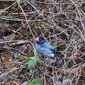 A Java Sparrow, native to Bali and a young Diamond Dove, native to Australia, have been found in the Clowne area earlier this week.