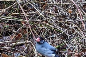 A Java Sparrow, native to Bali and a young Diamond Dove, native to Australia, have been found in the Clowne area earlier this week.