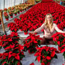 Darfoulds Garden Centre, on Chesterfield Road, has revealed this year's beautiful poinsettias for Christmas