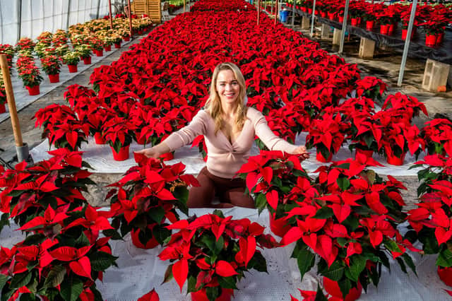 Darfoulds Garden Centre, on Chesterfield Road, has revealed this year's beautiful poinsettias for Christmas