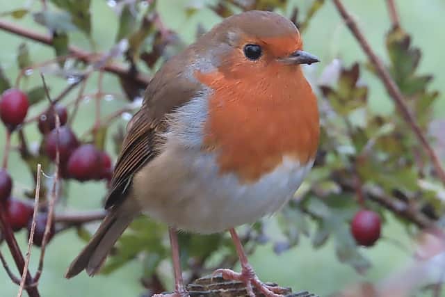 Here's another wonderful offering from regular contributor David Hodgkinson who snapped this shot of a robin among the hawthorn berries.