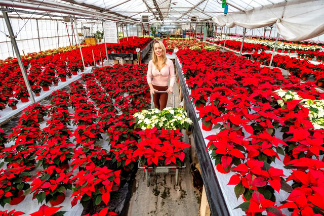 The centre has over 20 different varieties all nearly ready for Christmas 2022.