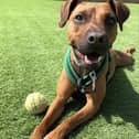 Whiskey, 3, Patterdale/Staffordshire Terrier cross - Whiskey is a complicated lady who needs lots of support to help readjust to home living who will need a securely fenced area to exercise in. 
https://www.thornberryanimalsanctuary.org/adopt/1511/Dog