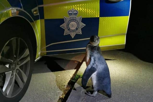 The Humboldt penguin was returned to his enclosure on a farm in Strelley.