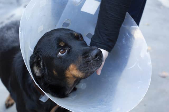 RSPCA campaign launched after 1,902 reports of animal cruelty in Nottinghamshire in the last five years