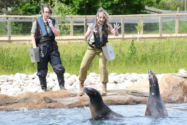 Photo courtesy Yorkshire Wildlife Park
TV Presenter Helen Skelton enjoys feeding the Californian Sealions at the Point Lobos enclosure.
The park’s family of sea lions had a splashing time on World Sea Lion Day and maybe helped put a spring in the step of TV presenter and wildlife park fan Helen Skelton who visited the park. The Point Lobos attraction, which features two lakes, is the largest filtrated sea lion facility in the world.