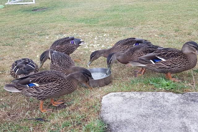 The newly-released ducks during a flying visit to Mayflower Stables