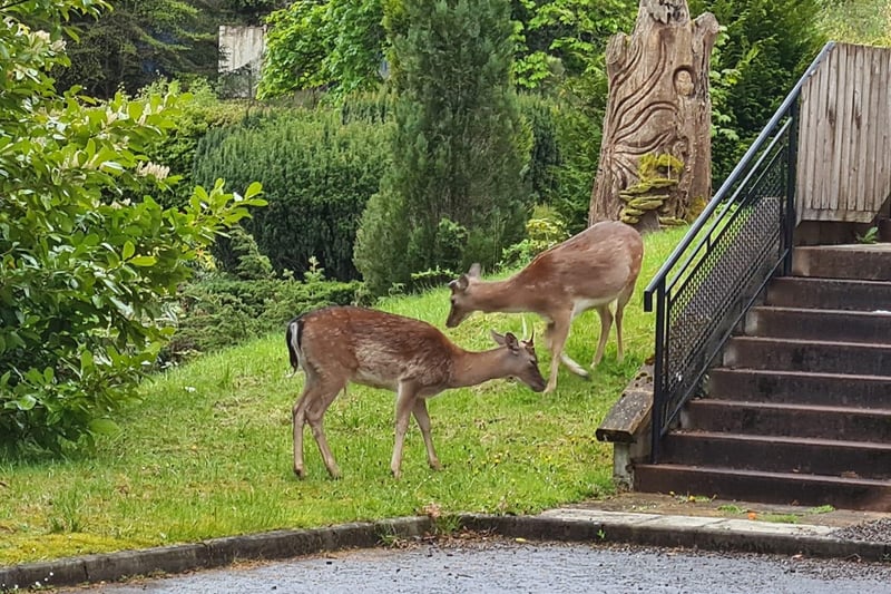 Remarkably Dawn O'Donnell spotted these two deer "at the back door of her work".