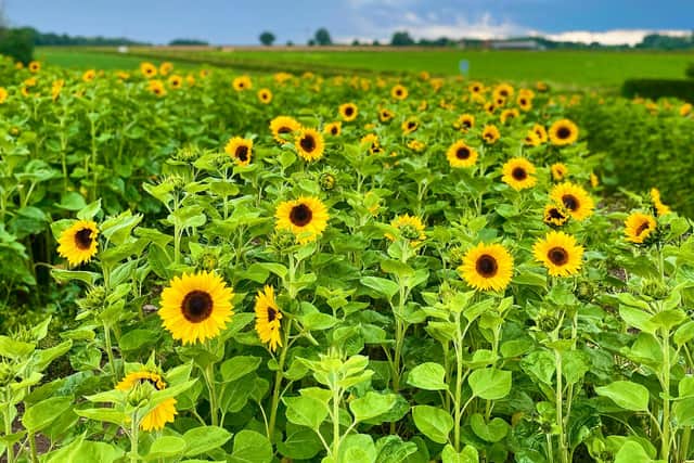 Pick your own sunflowers at School Farm, in Gamston.